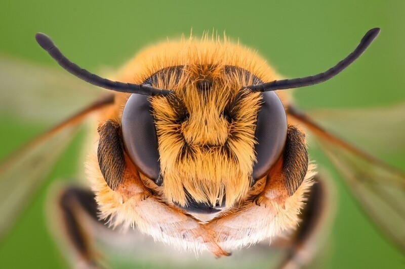 Помимо двух больших сложных глаз, которые сразу видно, у пчел есть еще один тип глаз: это три неподвижных точечных глаза в центре головы. Они служат для различения светлого и темного
