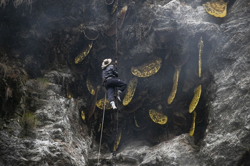Непальские пчеловоды собирают мед на высоте несколько сот метров над землей