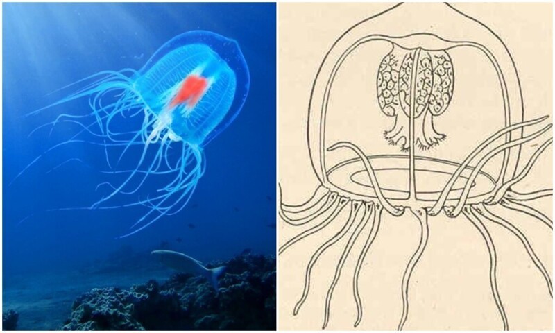 Учёные впервые нашли ключ к бессмертию медуз