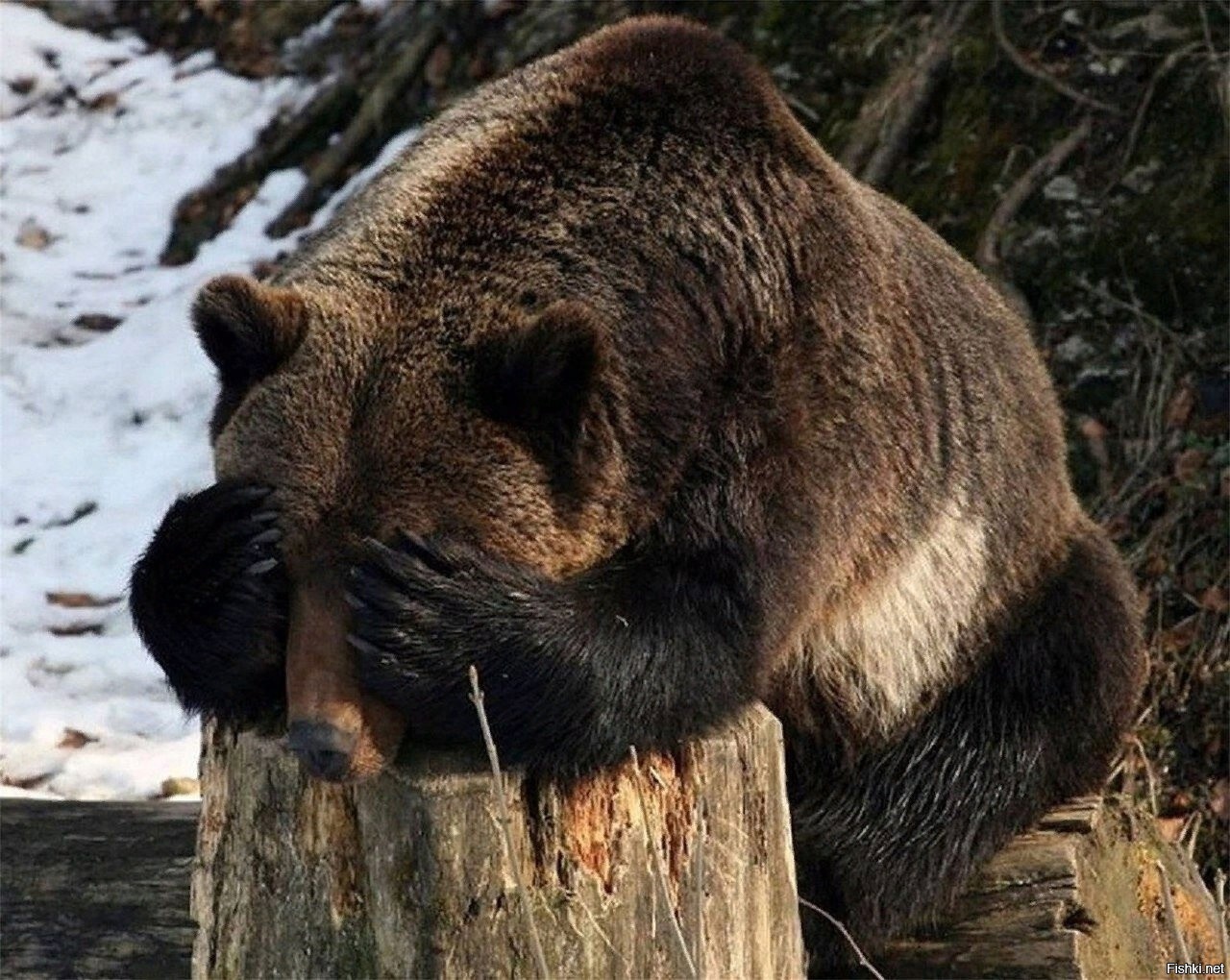 Сон бояться медведя