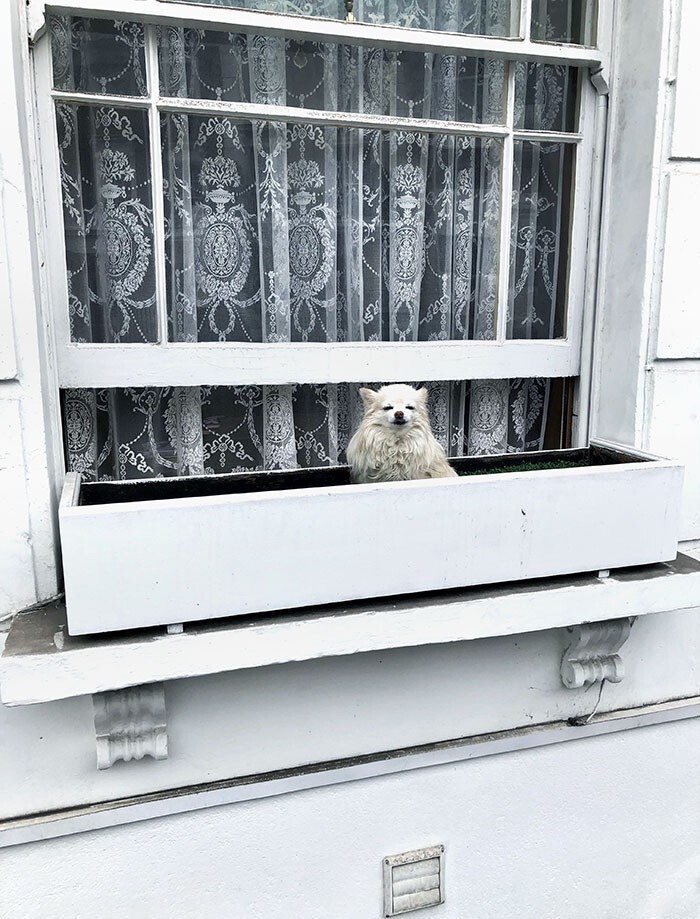35. "Соседи сажают свою собаку в балконный ящик с землей, потому что им лень ее выгуливать"