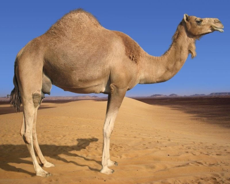 Сколько горбов будет у верблюжонка, если у одного из родителей их два, а у второго – один?