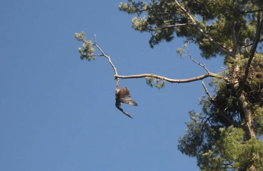 Орел запутался в веревке и повис на высоком дереве