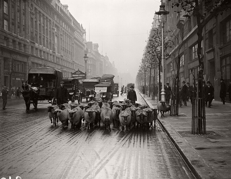 Ноябрь 1926 год: овцы гуляют по Кингсуэй в Лондоне. Их разводили в парках Лондона в 20-х и 30-х годах, чтобы контролировать состояние газонов и снизить затраты на озеленение