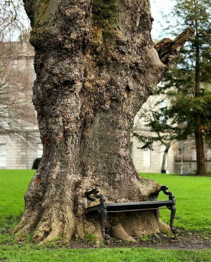 13. «Голодное дерево» медленно пожирает скамейку в парке в Дублине, Ирландия