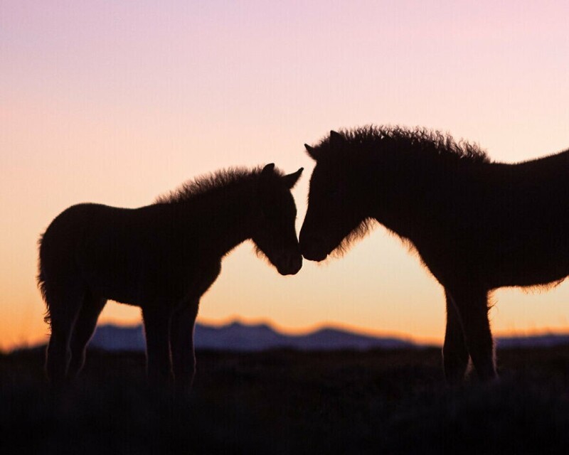 30 снимков лошадей в Исландии, которые захватывают дух
