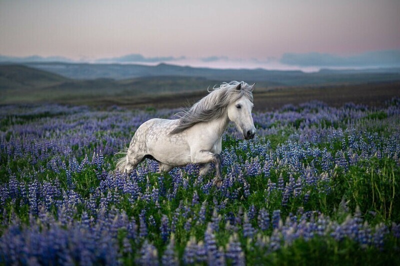 30 снимков лошадей в Исландии, которые захватывают дух