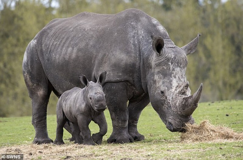 В сафари-парке носороги ударили машину семьи с детьми