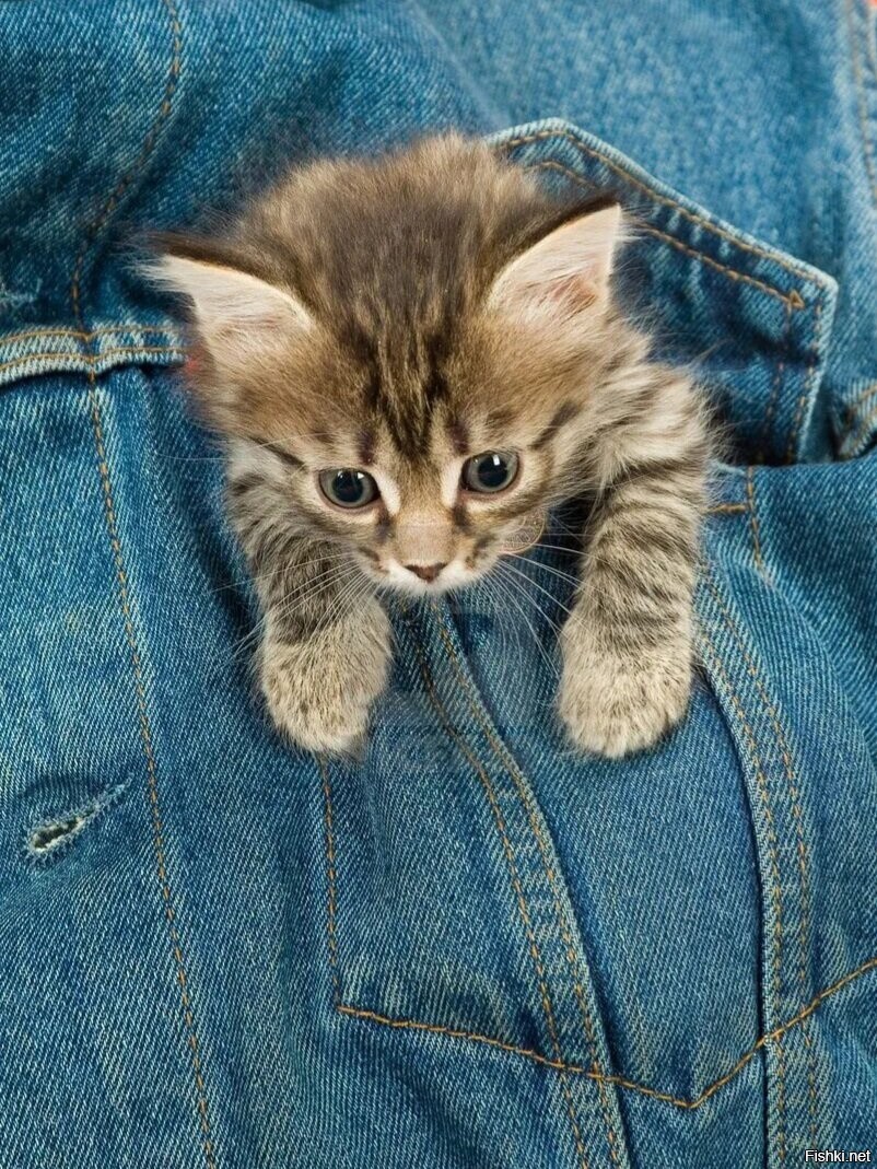 Котенок в джинсах