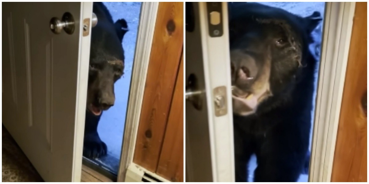 Откройте дверь прикол. Дверь медведь. Медведь в дверном проеме. Мишка у двери. Открой дверь пожалуйста.