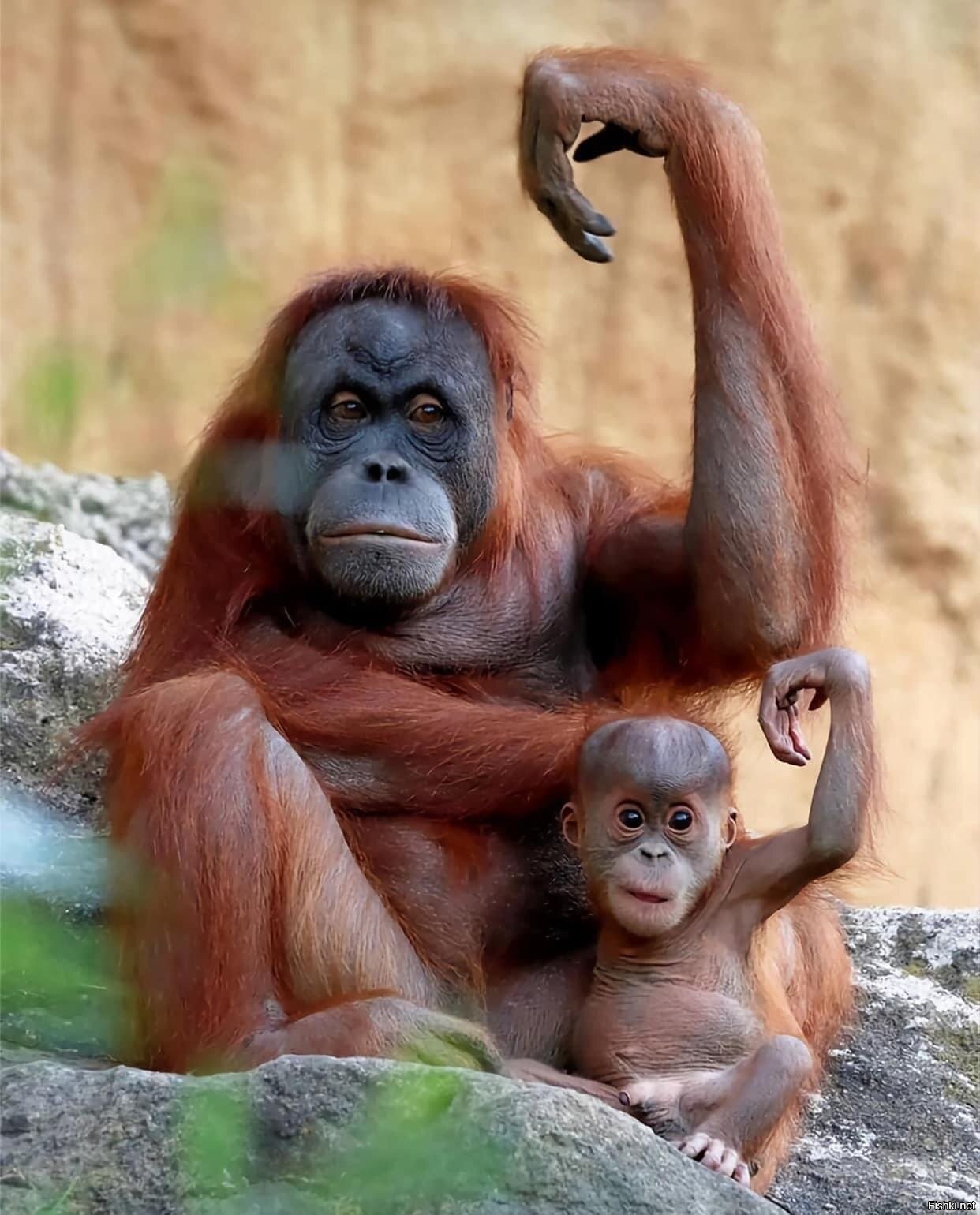 Орангутан и шимпанзе. Обезьяна орангутан. Обезьяны орангутан детеныш. Обезьяна орангутанг детёныш. Детеныш орангутанга.