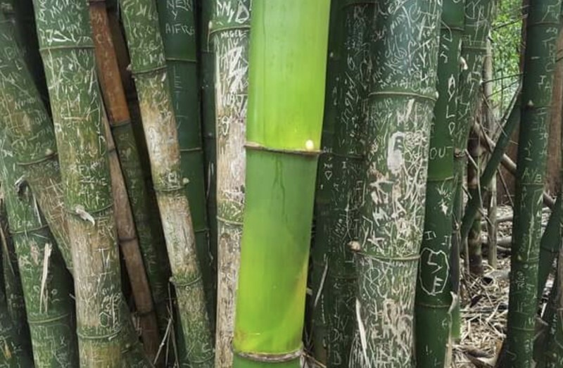 Бамбук, выросший во время пандемии, не тронутый туристами