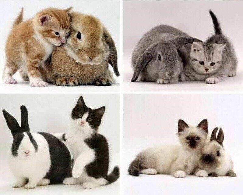 Котята и кролики, идеально подходящие им по окрасу