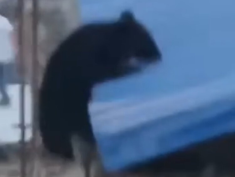 Медведь попытался забраться на крышу дома, чтобы добраться людей