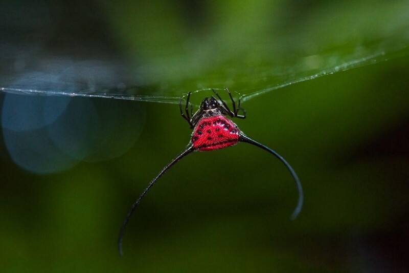Почти приспешник дьявола: паук Macracantha arcuata