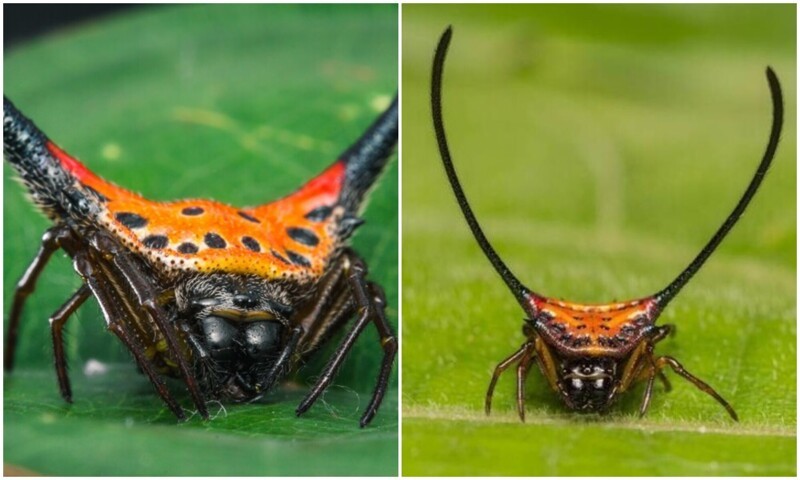 Почти приспешник дьявола: паук Macracantha arcuata