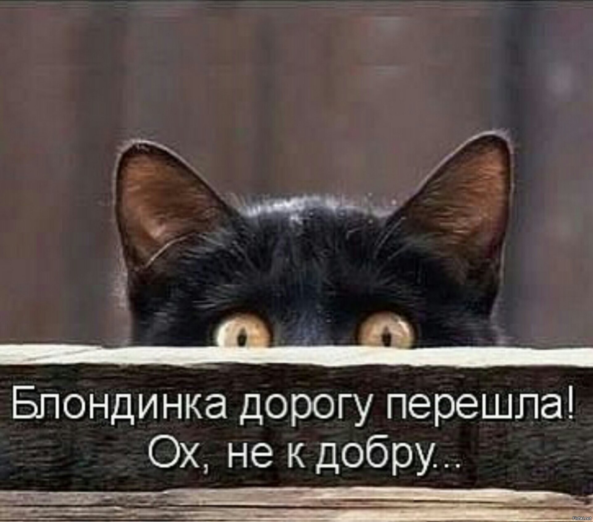 Любопытная кошка. Выглянул значение. Выглянул значение. Котенок выглядывает. Смешные кошки.