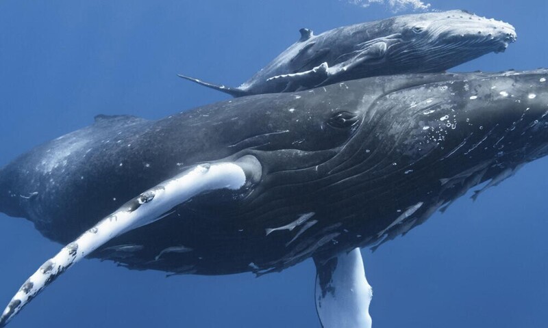 Анализы ДНК показали, что киты ближе к парнокопытным (оленям и быкам, жирафамы и бегемотам), чем к тюленям или ламантинам