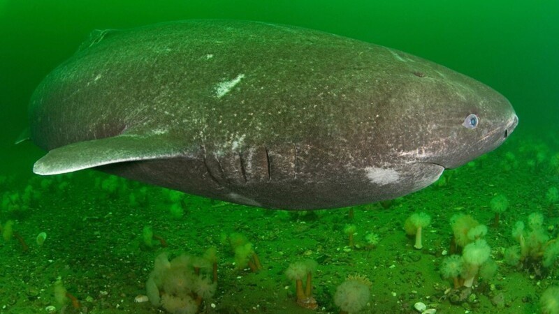 Гренландские акулы могут доживать до 400 лет. А достигают половой зрелости они только в 150 лет