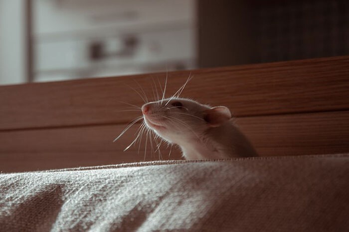 В одном исследовании учёные поместили одну крысу в неудобное, маленькое замкнутое пространство, а другую поместили рядом. Слыша писк первой крысы, вторая активно начинала искать способы её освободить