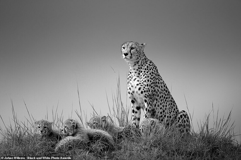 Мама-гепард с детенышами. Фотограф дикой природы Johan Willems