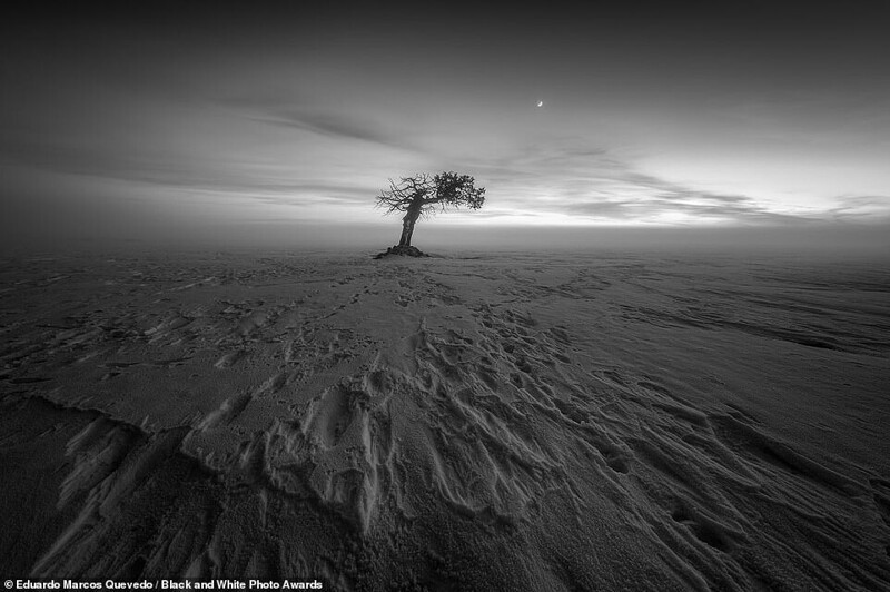 Одинокое дерево. Фотограф Eduardo Marcos Quevedo