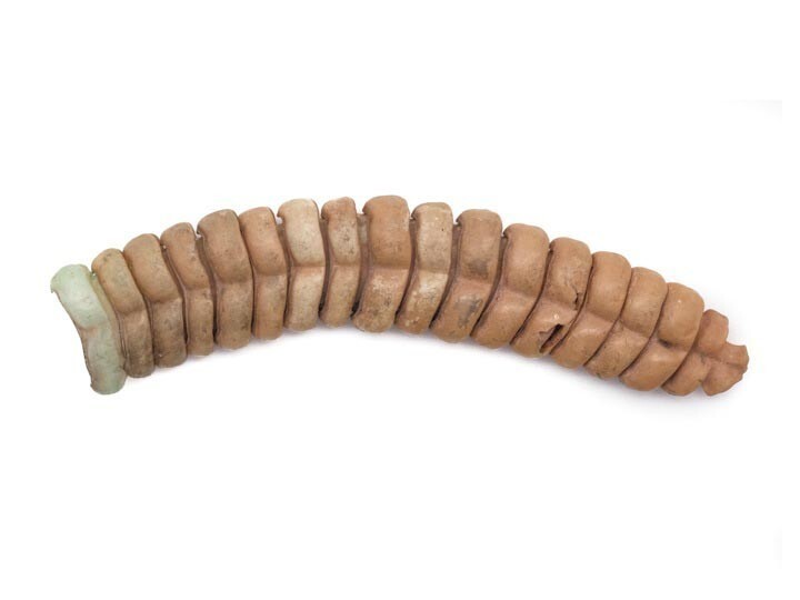 "Погремушка" на конце хвоста гремучих змей состоит из частично надетых друг на друга подвижных кератиновых сегментов