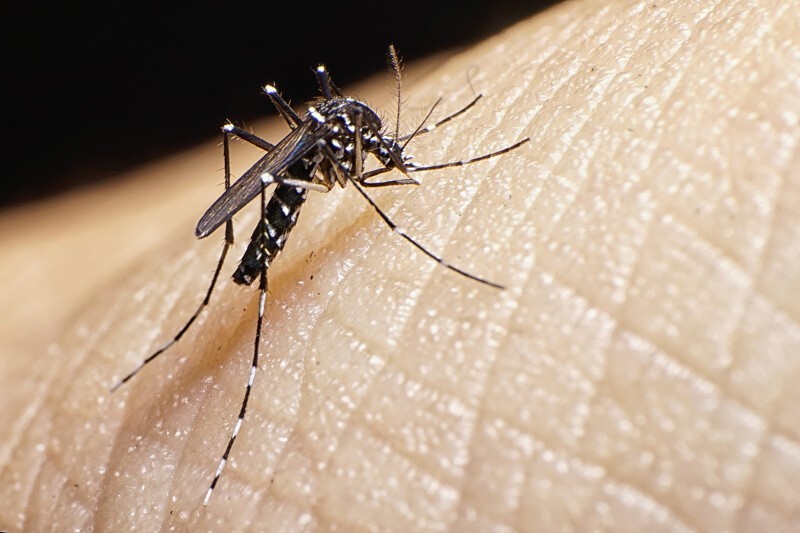 Комары не всегда питаются кровью. В основном они питаются нектаром и соками растений. Нас кусают только самки комаров - кровь нужна им для откладывания яиц