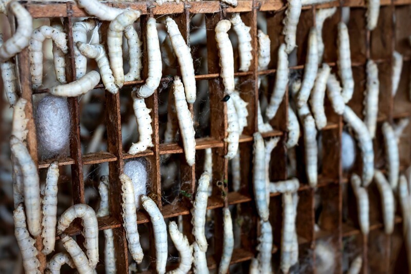 На тутовых фермах Италии 16 века хрупкие яйца тутового шелкопряда всячески старались сохранить. Женщины носили их в маленьких мешочках рядом с кожей, иногда между грудями