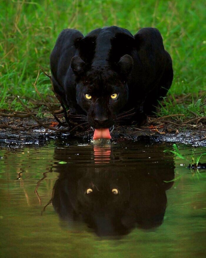 Пантера на водопое