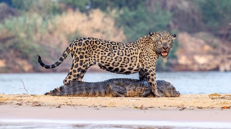 Ягуар одолел крокодила в бразильском нацпарке