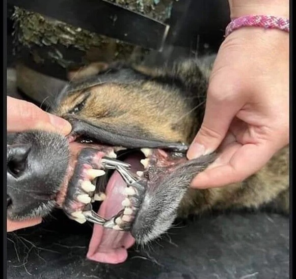 Дантист вставил полицейскому псу металлические клыки