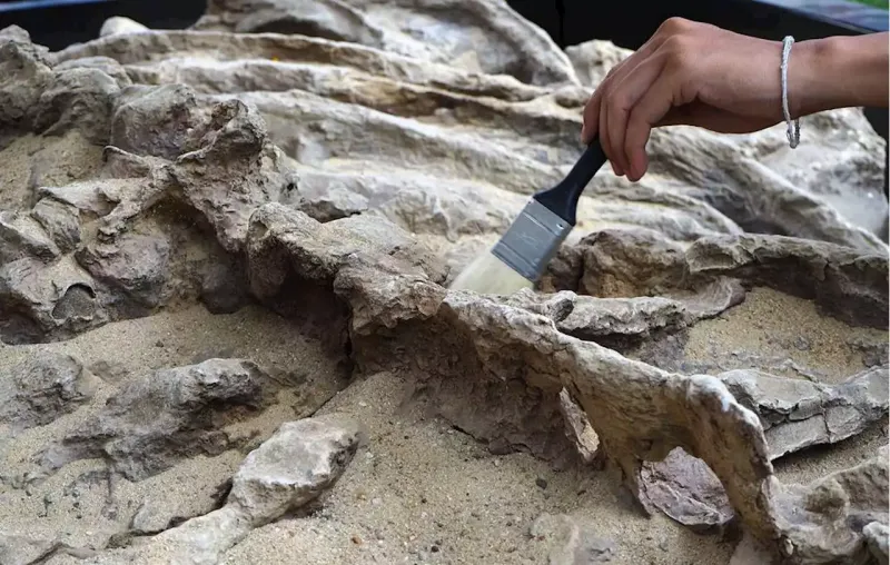 Чудище морское: палеонтологи открыли новый вид динозавра