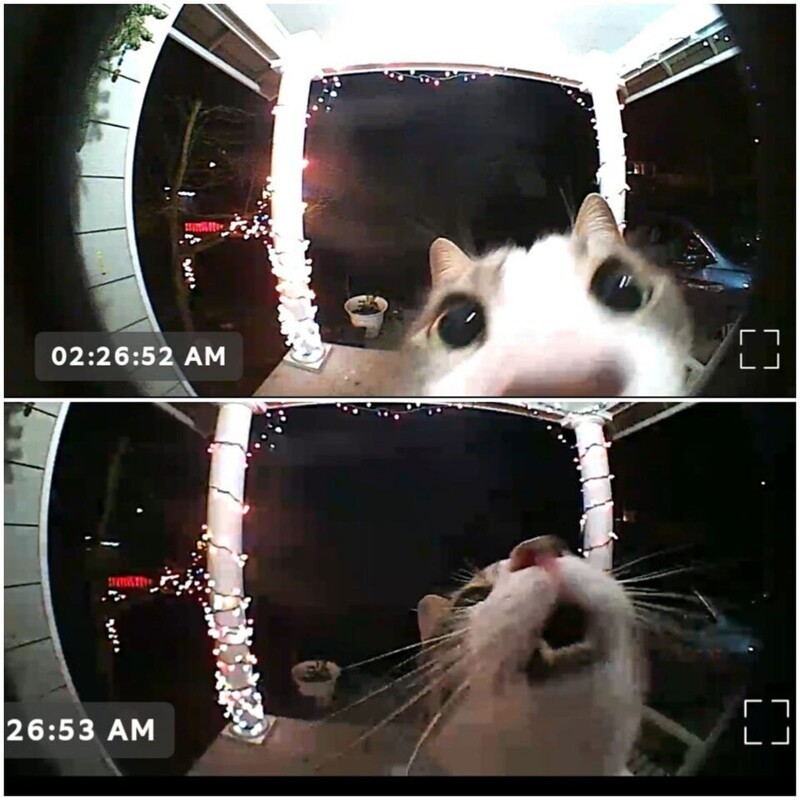 Кошка активировала видеодомофон, когда мы не услышали её мяуканье