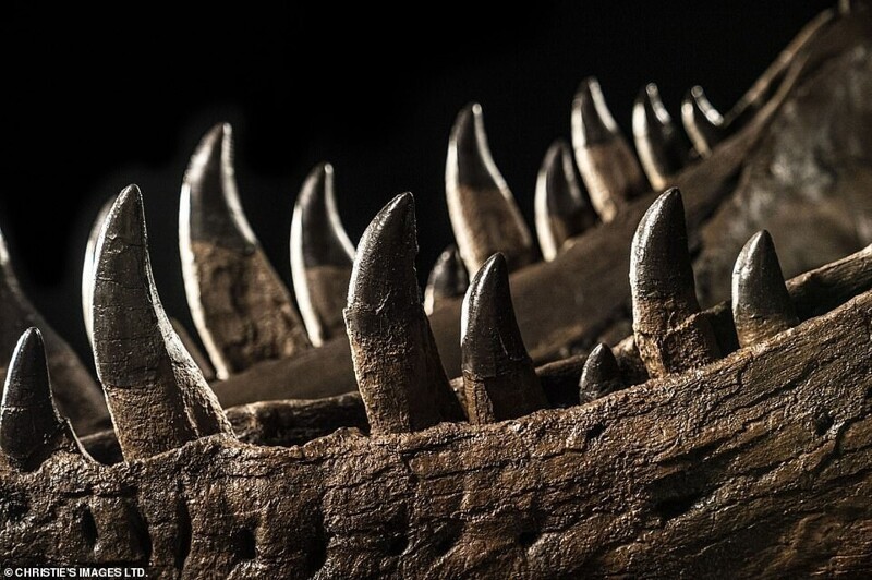 Скелет тираннозавра выставят на аукционе за 1,5 млрд рублей