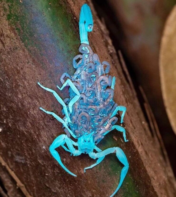 Аризонский древесный скорпион с потомством, которого засняли при свете ультрафиолетовой лампы
