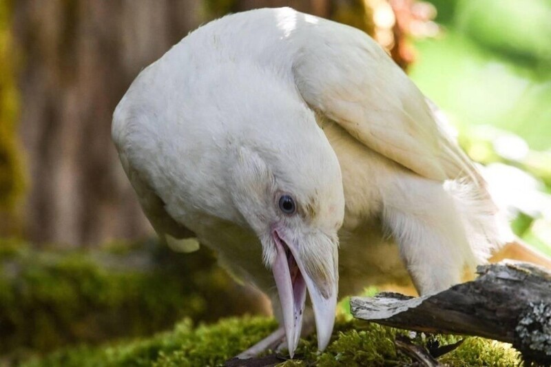 На острове Ванкувер живёт редкая голубоглазая белая ворона