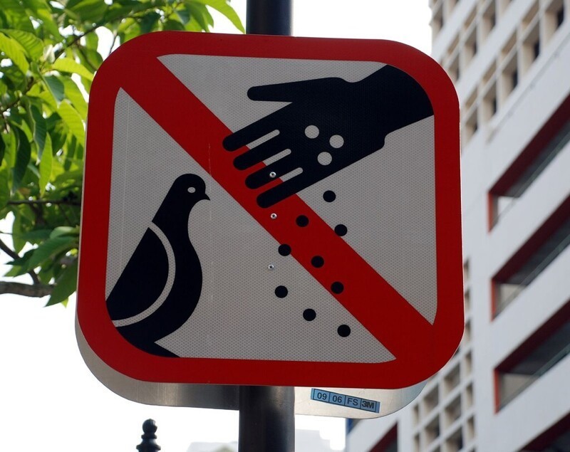 Здесь запрещено на улицах кормить голубей и других птиц, за нарушение нешуточный штраф, в размере 500 долларов