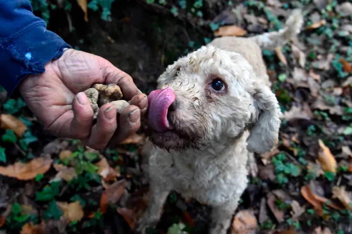 Трюфели — самые дорогие в мире грибы и почему их ищут свиньи?