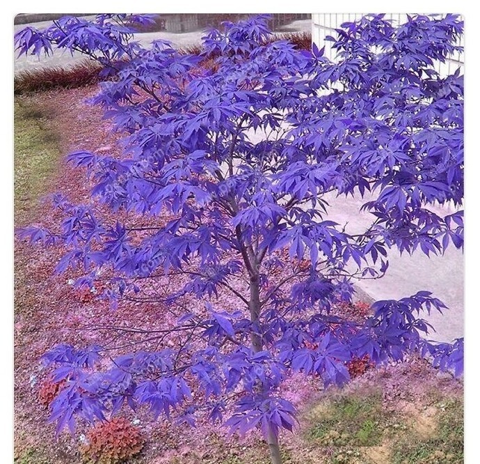 Чтобы совсем уж поразить публику, к фиолетовому дереву добавили пурпурной земли