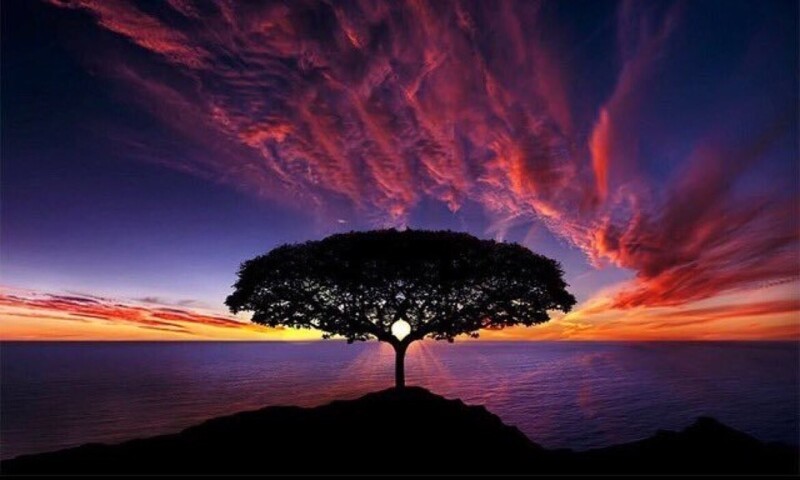 Дерево на закате в Южной Африке