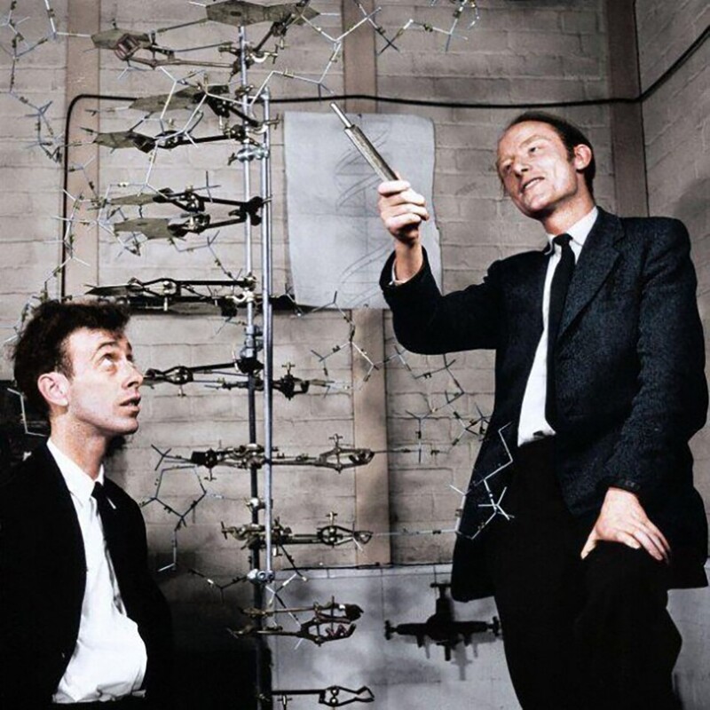 Джеймс Уотсон и Гарри Комптон Крик, 1953гг Первооткрыватели структуры ДНК