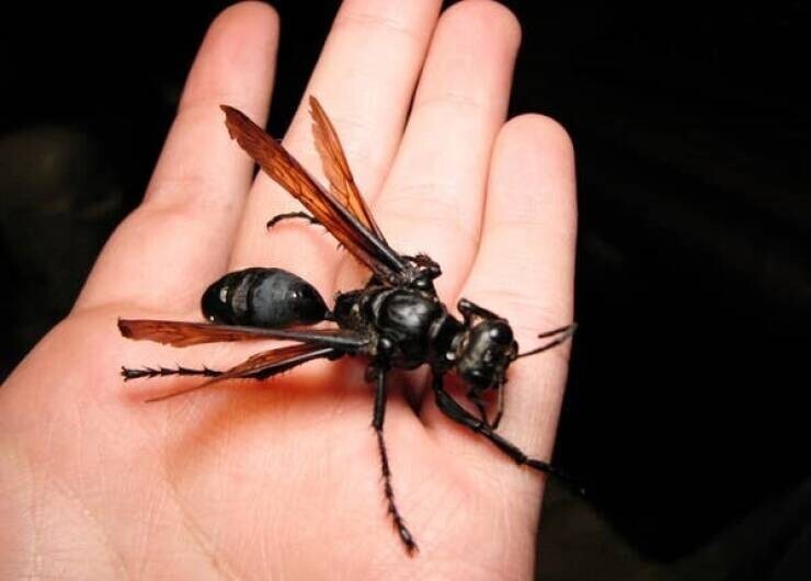 1. Это "тарантуловый ястреб", охотник на тарантулов и самая крупная оса в мире. Ее укус - один из самых болезненных, боль от него длится около 5 минут