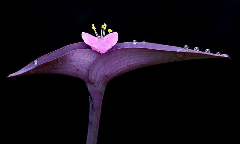 Капли росы на цветке. Фотограф Patrick Krohn