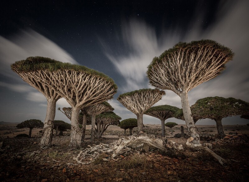 Драконовые деревья - известный эндемик острова Сокотра на северо-западе Индийского океана. Фотограф Cristiano Xavier