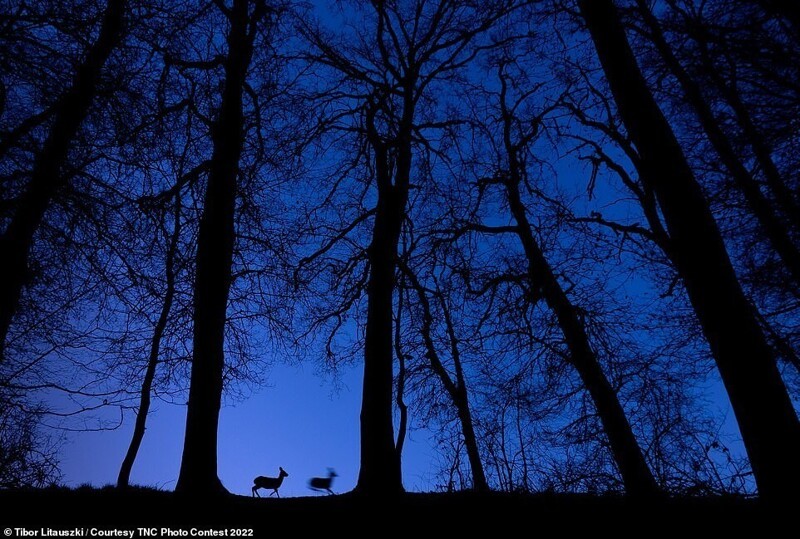 Олени перед наступлением ночи. Фотограф Tibor Litauszki