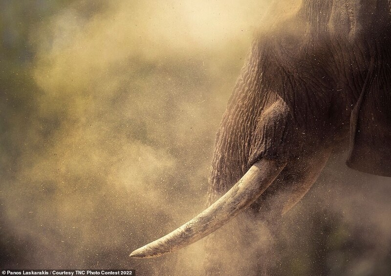 Слон в Намибии. Фотограф Panos Laskarakis