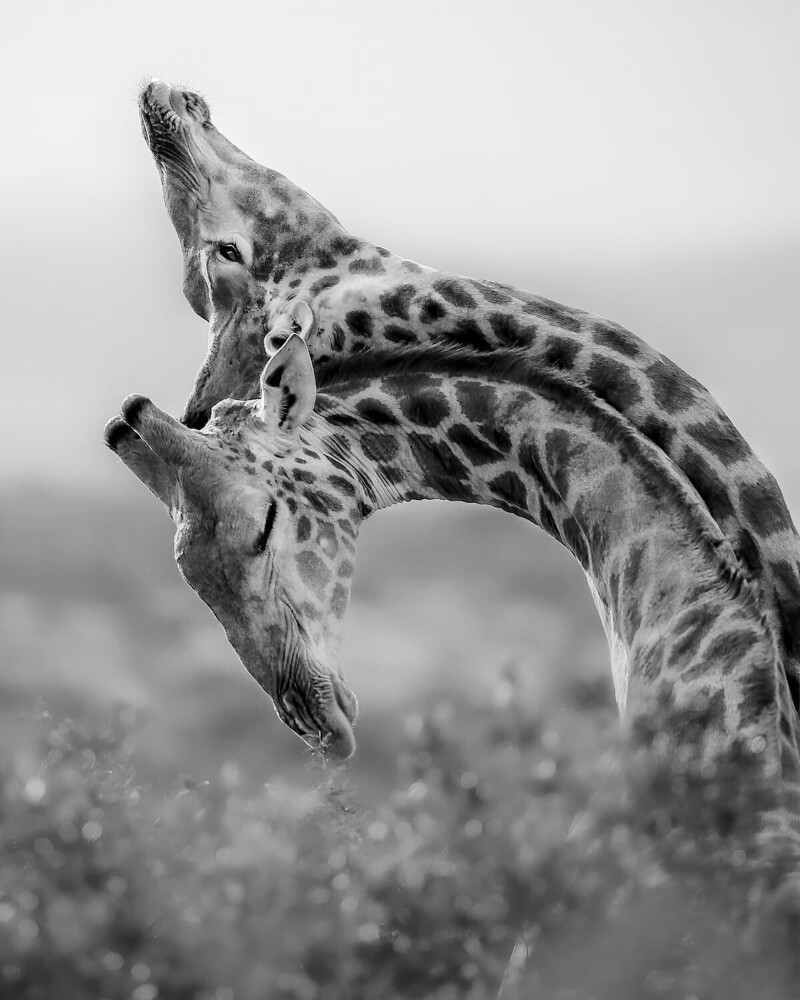 Жирафы "сражаются" сильными шеями. Фотограф Torie Hilley