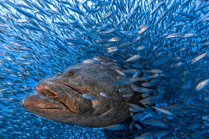 Рыба гуаса у берегов Флориды. Их численность значительно возросла после того, как вылов этих рыб запретили законом. Фотограф Tom Shlesinger