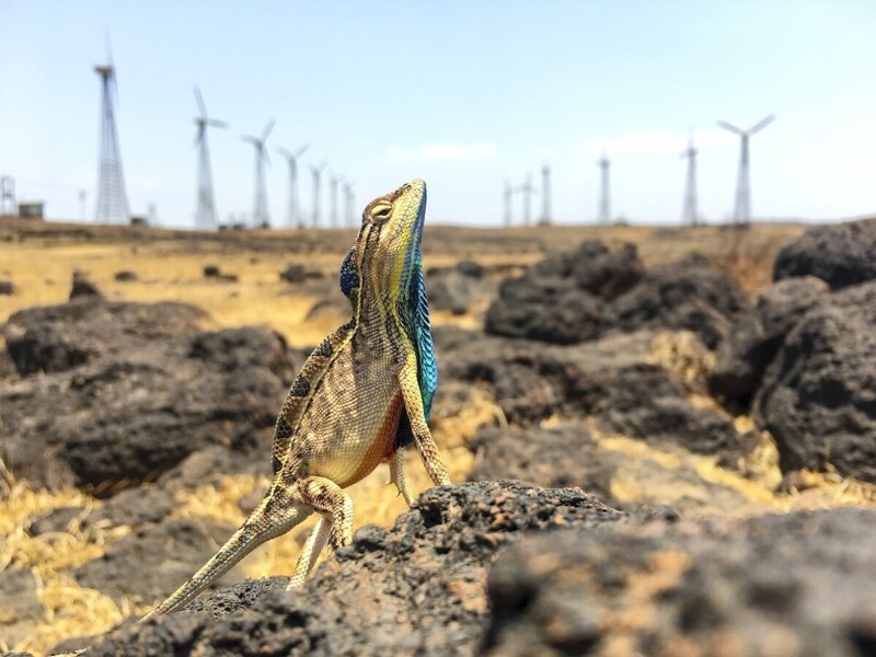 “Ящерица и ветряные мельницы”. Фотограф Sandesh Kadur, Индия